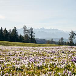 idm-suedtirol-alto-adigemanuel-ferrigato