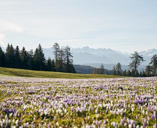 idm-suedtirol-alto-adigemanuel-ferrigato